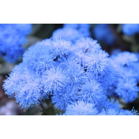 ageratum-golub-norka-1