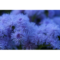 ageratum-golub-norka-2