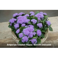 ageratum-golub-norka-3