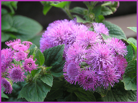 ageratum007