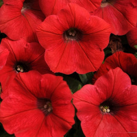 10-gibridnaa_krupnocvetkovaa_limdo_red
