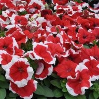 11-gibridnaa_krupnocvetkovaa_limdo_red_picotee