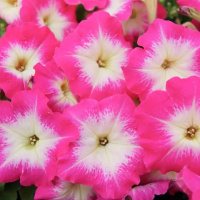 13-gibridnaa_krupnocvetkovaa_limdo_rose_morn