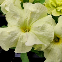 16-gibridnaa_krupnocvetkovaa_limdo_yellow_lime