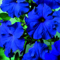 18-gibridnaa_krupnocvetkovaa_limdo_blue
