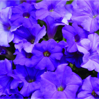 21-gibridnaa_mnogocvetkovaa_lo_rider_blue