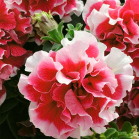 23-mahrovaa_piruet_red