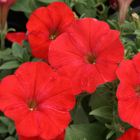 27-ampelnaa_opera_red