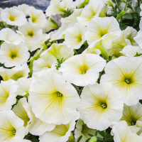 30-ampelnaa_opera_lemon