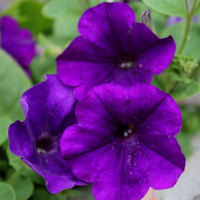 32-ampelnaa_opera_blu