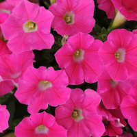 35-ampelnaa_izi_vejv_rouz
