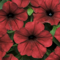 37-ampelnaa_izi_vejv_red