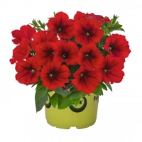 390-potunia--red-sweetunia