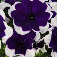4-gibridnaa_krupnocvetkovaa_limdo_blue_picotee
