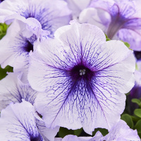 5-gibridnaa_krupnocvetkovaa_limdo_blue_veined