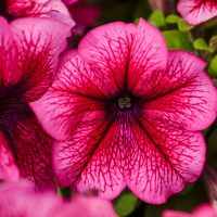9-gibridnaa_krupnocvetkovaa_limdo_plum