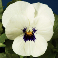fialka_rogataa_admire_purple_white_face