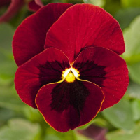 fialka_rogataa_admire_red_blotch