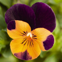 fialka_rogataa_admire_yellow_purple_wing