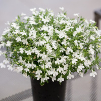 hot_snow_white-600x600