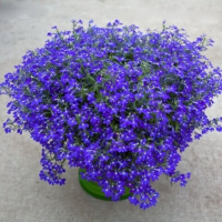 large_2347-hot-blue
