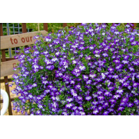 large_2355-laura-basket-blue-eye