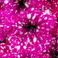 large_32366-constellation-magenta-comet