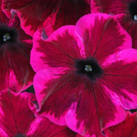 large_32375-crazytunia-cosmic-purple