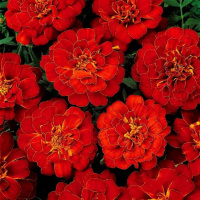 otklonennye_durango_red
