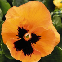 trumpet_orange_blotched