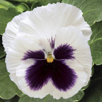 trumpet_pure_white_with_blotch