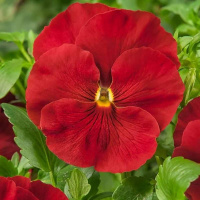 trumpet_red_wing