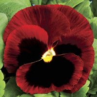 trumpet_red_wing_blotch