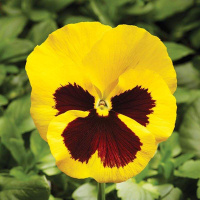 trumpet_yellow_with_blotch